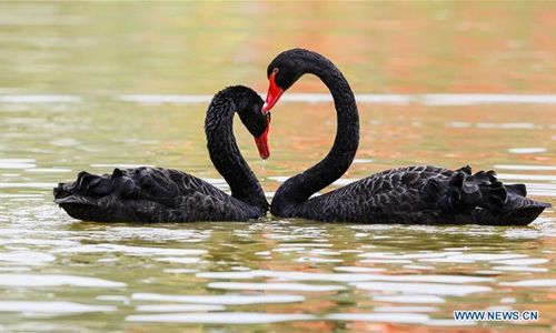 Black Swan in pair