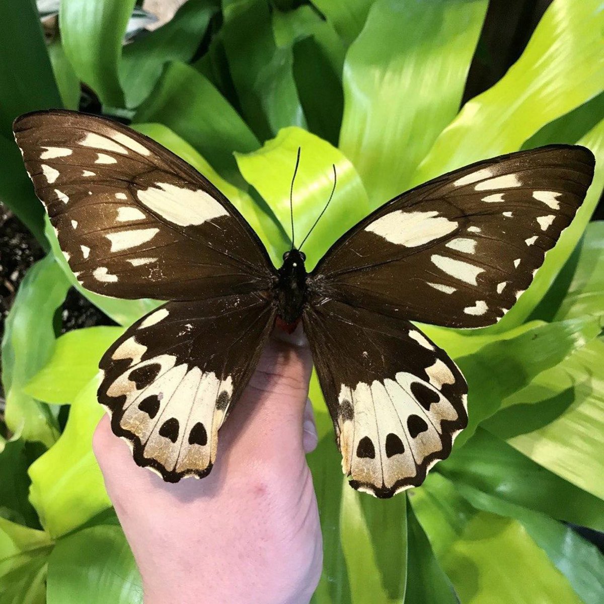This #EarthDayOregonBusinessPartner is inspired by a fascination of and respect for the natural world. 🦋 <a href="/PaxtonGate/">Paxton Gate</a> offers a carefully curated selection of oddities and will be donating 10% of their sales from both Portland shops on Earth Day to our friends at @citywildPDX!