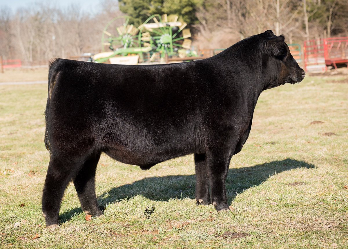 CampbellCo's tweet photo. Bull Buyers- we have a select group of purebred and halfblood bulls for sale, first come, first served. This is without question the highest quality set of bulls we have ever raised. 

Bulls are vaccinated, long ranged, sheared and semen tested. Ready to turn out! 937-206-5303 https://t.co/MnkJ1K1vhs
