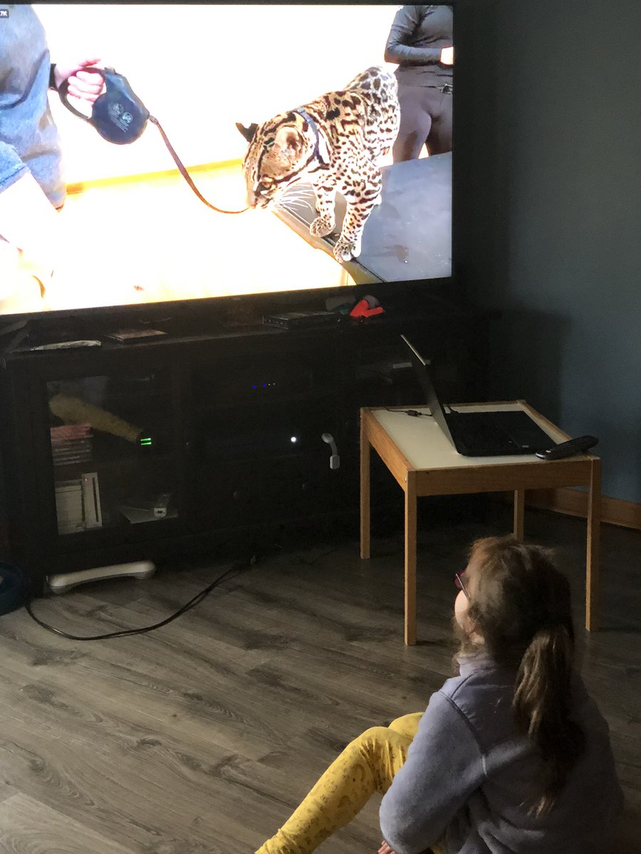 Learning about my favorite animal, the ocelot, at “zoo school” <a href="/CincinnatiZoo/">Cincinnati Zoo</a>