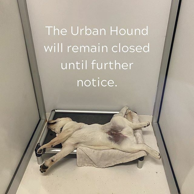 Hey everyone - we hope your self-quarantine is as comfortable as Billy’s. 🐶 We have had to make the difficult choice to continue our suspension of services, which means that the Urban Hound will NOT be reopening as planned on Monday the 23rd. 🦠 There… ift.tt/33rytxG