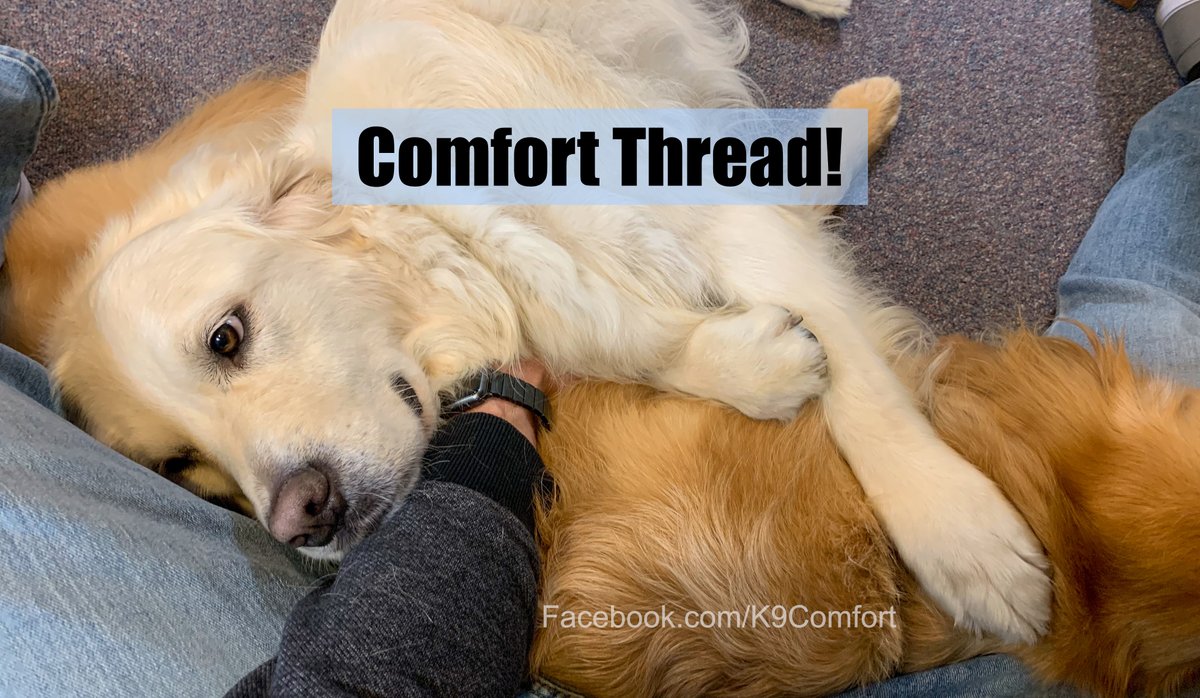 K9ComfortDogs's tweet photo. Starting a #comfortthread! Throughout the next week, we'll be posting comforting #pictures and #videos of #ComfortDogs once or twice an hour (if not more!). We will also #retweet pics and videos of your #dogs as well. 

Because we can all use a little "digital comfort" nowadays. https://t.co/CLZRHWV0uQ