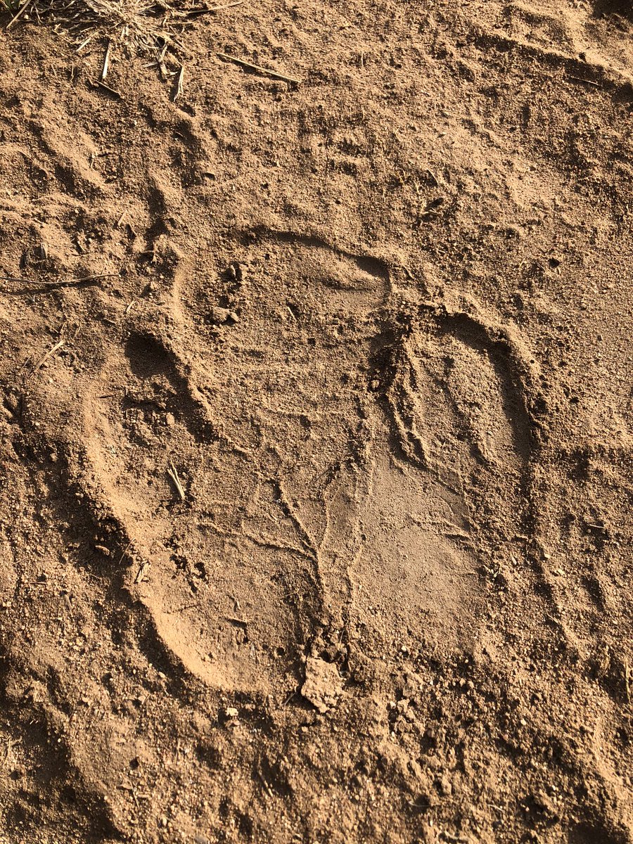 VanessaPirotta's tweet photo. Any guesses on the animals responsible for these tracks? 
Hint: #Botswana #Africa #Safari https://t.co/VW7FGlRczj