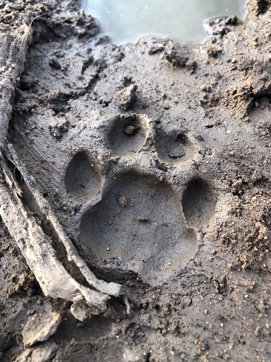 VanessaPirotta's tweet photo. Any guesses on the animals responsible for these tracks? 
Hint: #Botswana #Africa #Safari https://t.co/VW7FGlRczj