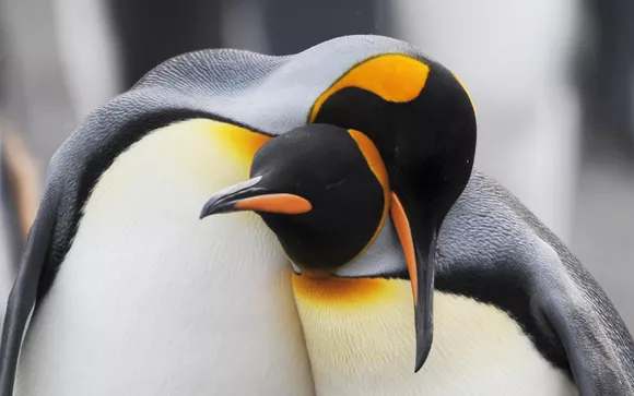 more adorable penguins being adorable together paging  @CatSWrites photo credit: National Geographic