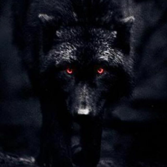 CoteWheels's tweet photo. “kick a dog and he will come back...kick a wolf and he will rip your face off” @altcarb #beforwarned https://t.co/JGIA9zUHct https://t.co/hcWFwrSOJ5