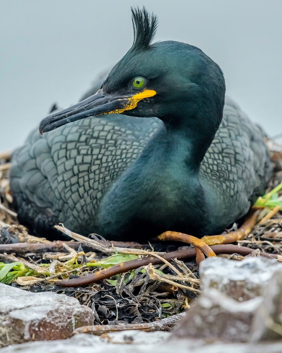 Haucksie's tweet image. I think seeing photos that put a smile on your face is very important at the moment! Hopefully some of my shots are adding to that positive feeling 📷

#earthcapture #bbcwildlifepotd #springwatch @BBCEarth @NorthWildlife @Natures_Voice @NTFarneIslands 

instagram.com/p/B94mlmLgsL9/