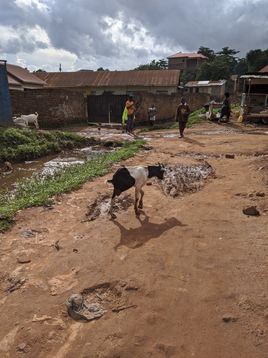 SupaCommando's tweet photo. 3 legged Wakaliga goat https://t.co/hcdncDWcJq