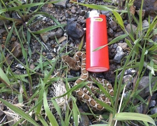 The Snakebite Foundation tweet media