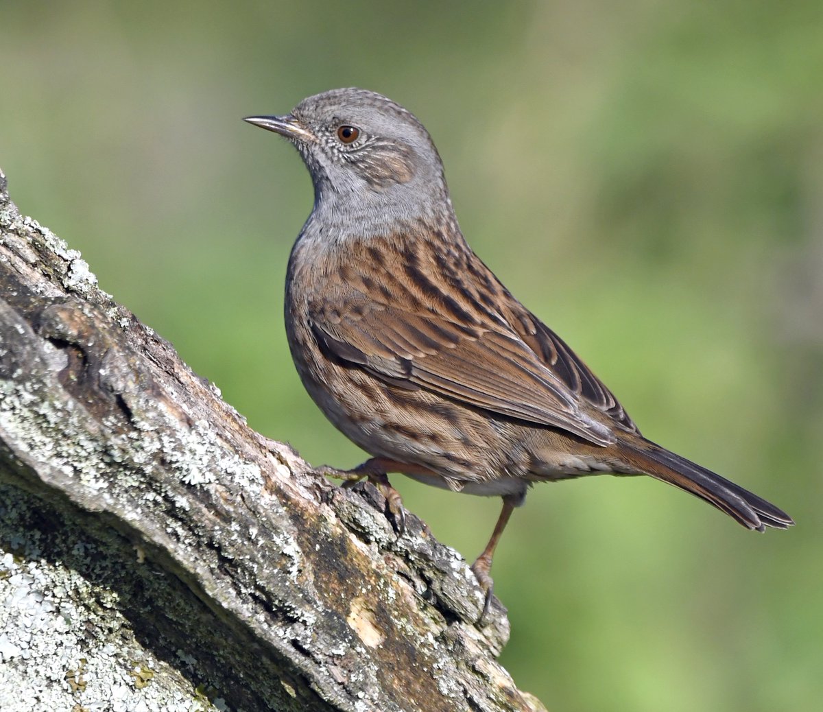 DunnockA Sparrow-sized bird, quite secretive & easily missed as they hop about under hedges. They rarely visit bird tables, preferring to pick up food that drops underneath themThey have a lovely song, often delivered in view at the top of a hedge #SelfIsolationBirdWatch 