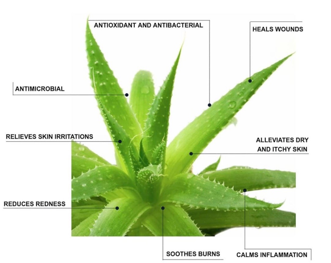 Just a few reasons we love Aloe Vera! 🌱