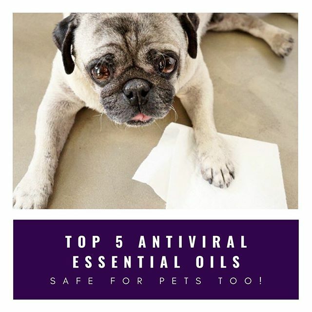 Every morning I ask myself the question "Who can I serve today?" and without hesitation my mind was drawn to pet parents globally in the midst of a pandemic, looking for ways to protect themselves, their families and pets from a virus spreading like wild… ift.tt/38W51kE