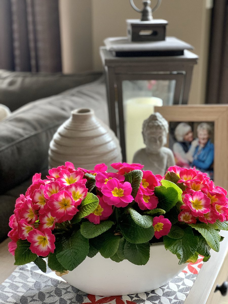 TanyaCBloomDiva's tweet photo. A pop of colour to brighten the kids and my spirits and space. The vibrant pinks of Primula are perfect π Thank you Paul Vos! πΈ #springisntcancelled #letsgetgrowing #supportyourlocalgrower #flowersmakepeoplehappy #letsgetgardening https://t.co/BPUwejoVGX
