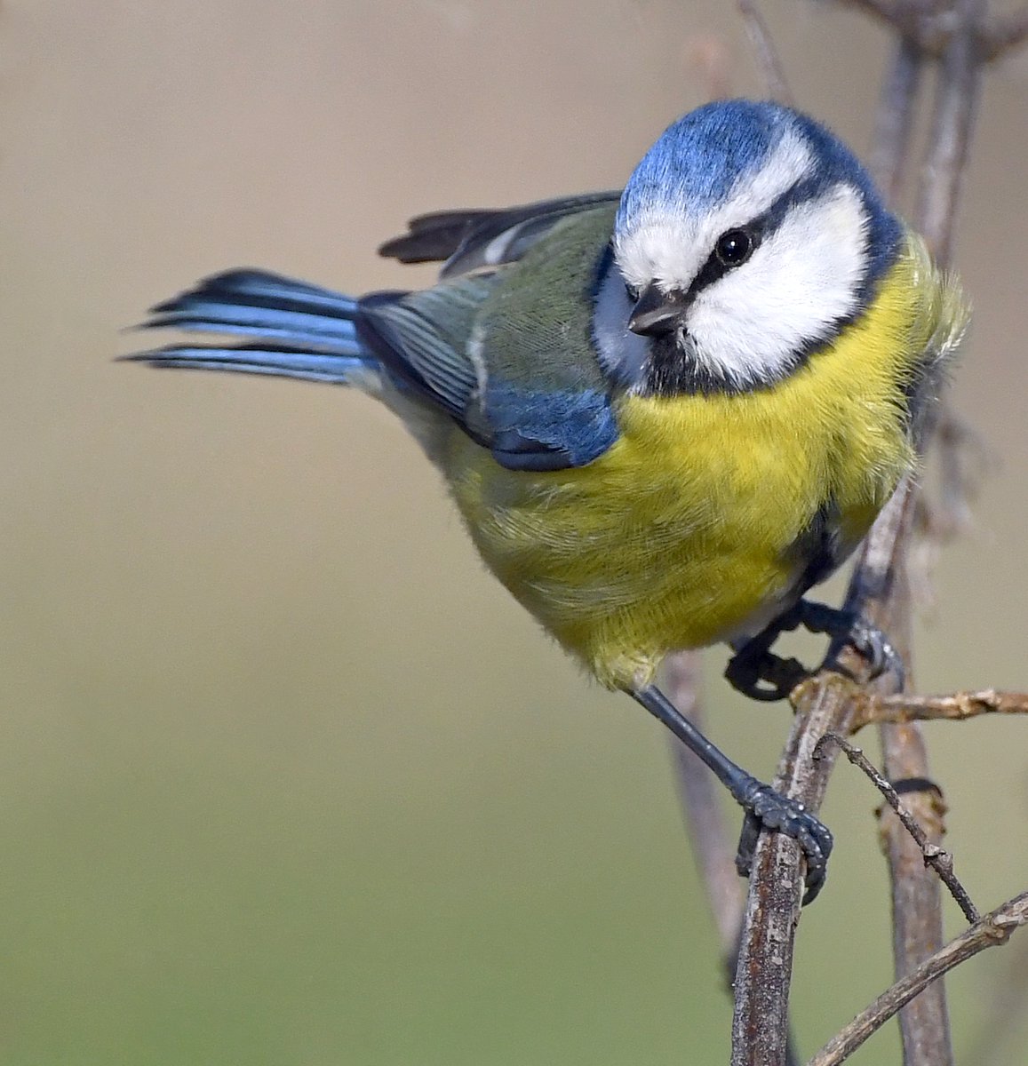 Blue Tit One of the most familiar and brightly coloured garden visitors, they enjoy sunflower hearts, peanuts and fat and seed mix. When they can, they arrive quickly, grab a seed, and then retreat to cover to eat it. #SelfIsolationBirdWatch 