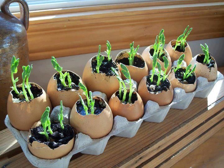 aetswimschool's tweet photo. plant them. 

Would be great to see who is joining and an progress pictures.  Lucy and I have already started! 😉
3/3 https://t.co/TsFtntEbkj
