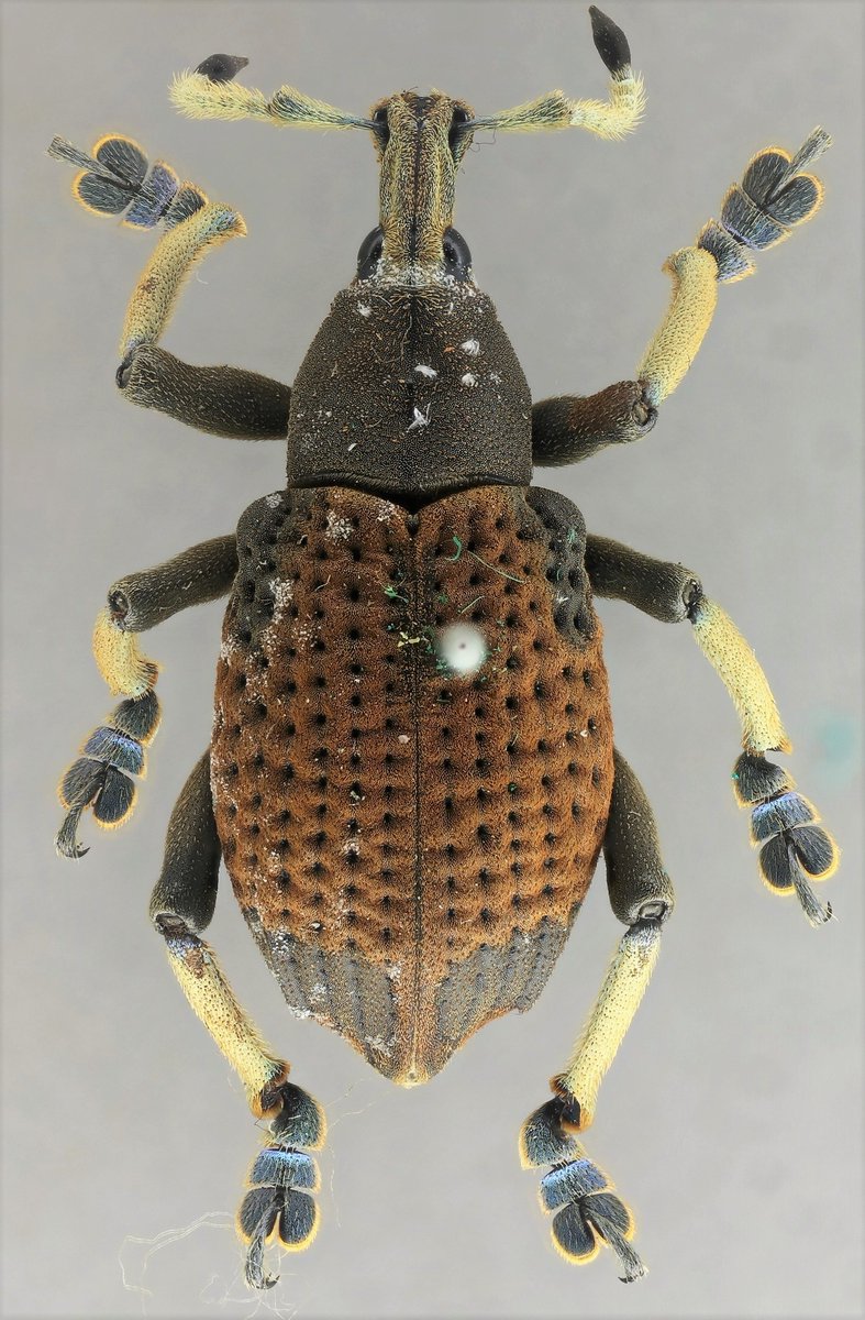 thiswordistaken's tweet photo. This weevil is putting its best foot forward! Eupholus cinnamomeus Pascoe, 1888. #digiloan #hotfooting #weevilwednesday https://t.co/hNV0mRg5FD