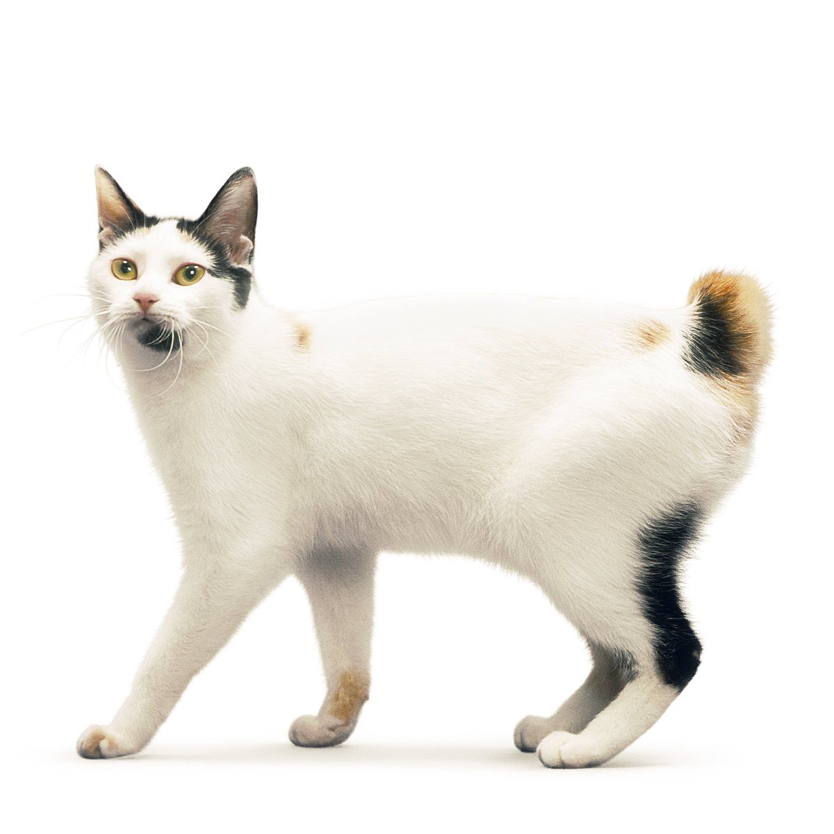 японский бобтейл стандарт. японский бобтейл кошка описание. японский бобтейл. японский бобтейл. японский бобтейл.