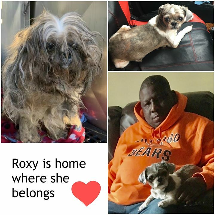 Foxy Roxy...welcome home 

This little 13 year old angel was picked up, and taken to #ChicagoAnimalCareandControl.  The avid microchip was never registered, but the animal hospital that microchipped her had owner information from years ago.  They even had her birthday of Jan…