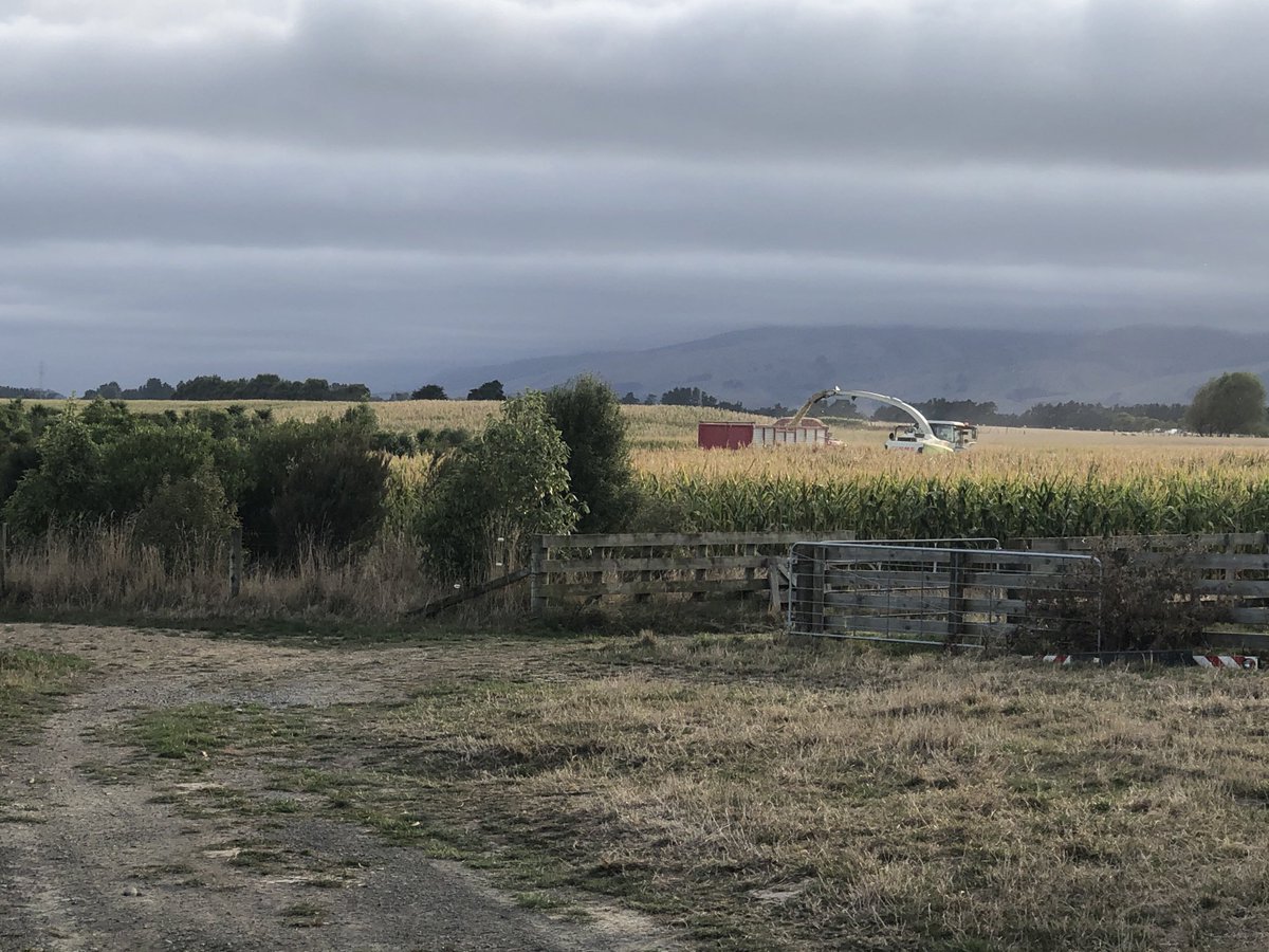 Maize day, no rain here ⁦<a href="/andrew_hoggard/">Andrew Hoggard</a>⁩