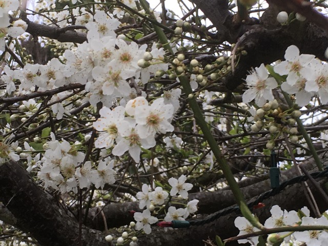 Local_2020's tweet image. Local 20/20 Weekly Announcements with events and cancellations. mailchi.mp/d31381578470/l…