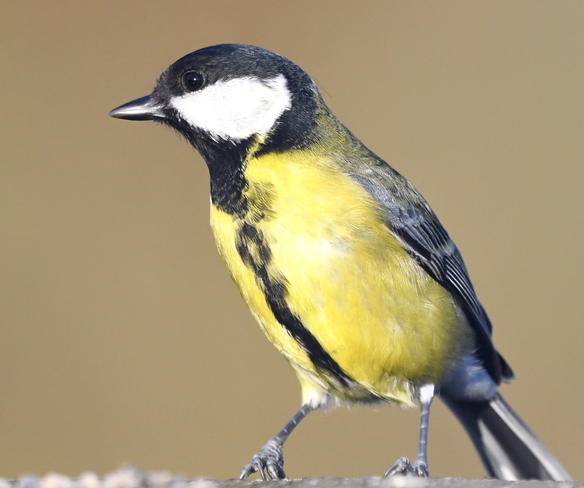 Great TitSuperficially similar to a Blue Tit, but larger (about the size of a Sparrow) with no blue in their plumage.  Black and white face, and a distinctive black strip running down the centre of their yellow belly.Song is 'Teacher teacher' #SelfIsolationBirdWatch 
