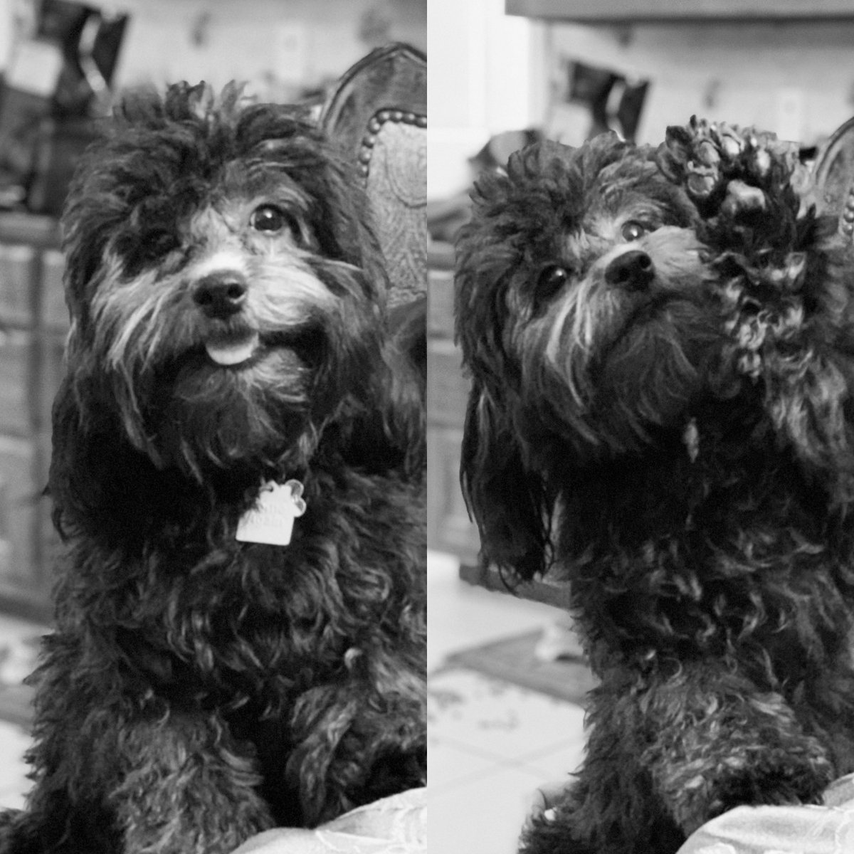 Please share your fuzzy (or feathered or scaly) family members with me! This little booger lights up my life!