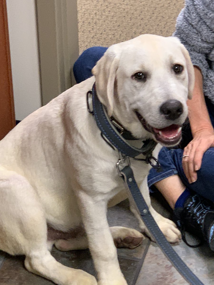 Meet Tyler County Schools newest employee. His name Buddy. He is a trained Therapy Dog that will be there for Tyler County Students whenever they need him.