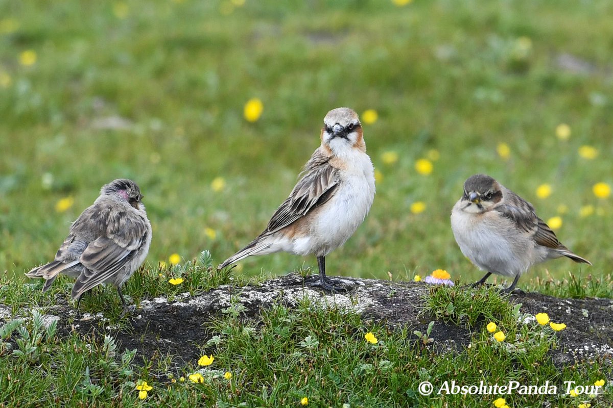 Are you a birding enthusiast? Look no farther than a birding trip here in China! 

The birds in the photo are Rufous-necked Snowfinch.

#birding #china #chinainsider #ecotourism #travelwithus #Chinawildlife #safari #onestrangeasia #RufousneckedSnowfinch