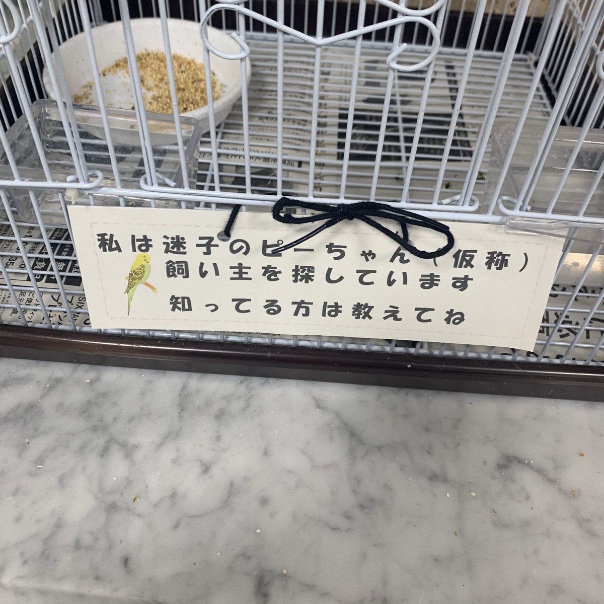 77mgu's tweet photo. 田園調布警察署にて。マメルリハかと思われます。
#迷子鳥 
#迷子インコ　
#迷子ペット https://t.co/CiknL6ks4n