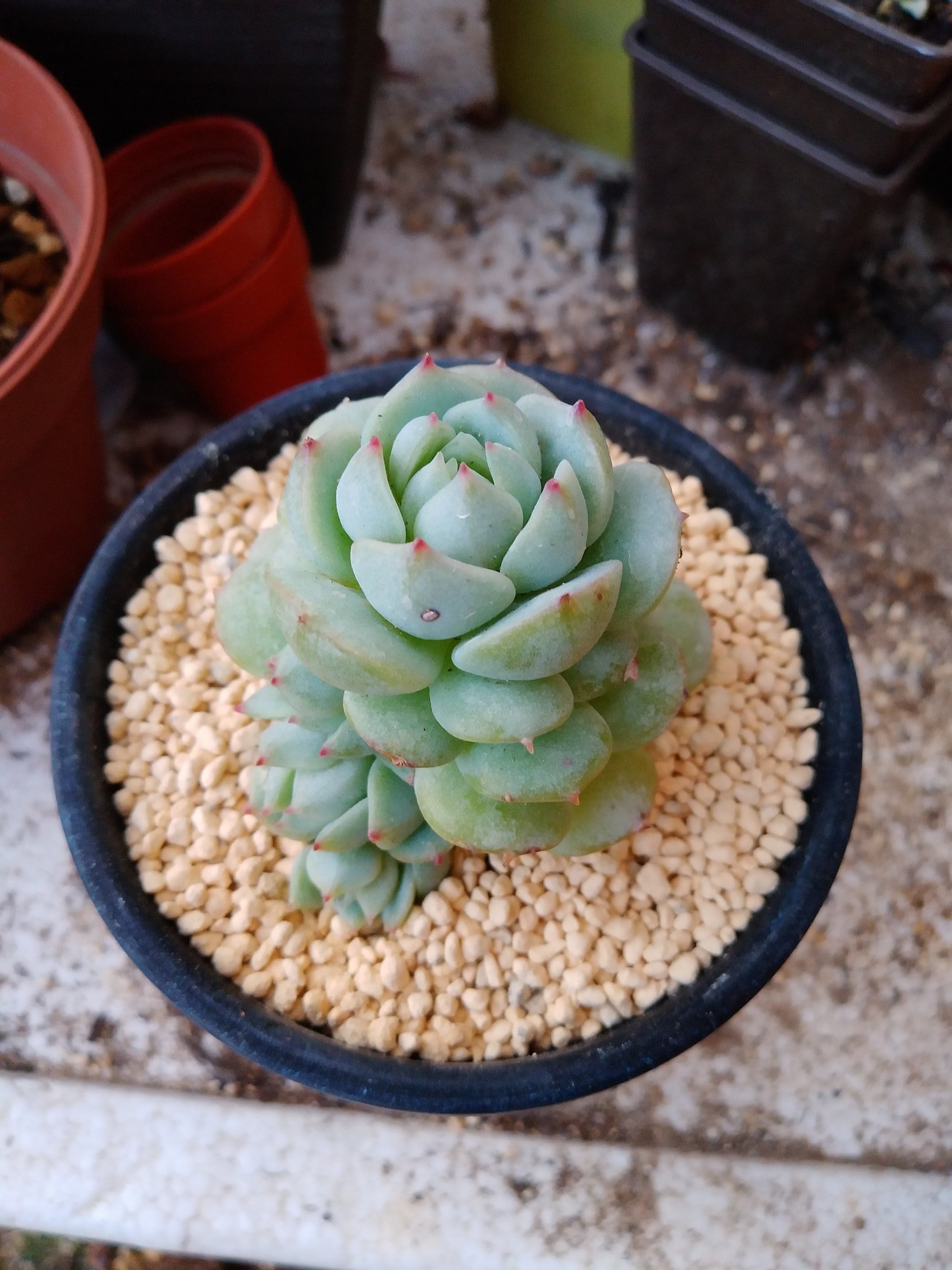 はなかご うちで 唯一徒長せずに生き残ってる静夜さん お気にのとかげ鉢に植え替えました W 静夜つて 名前も素敵だし 見た目も美しカッコいいから ほんと 好き 語彙力 子株が いい感じの並びです ドレスみたいw 多肉植物 静夜