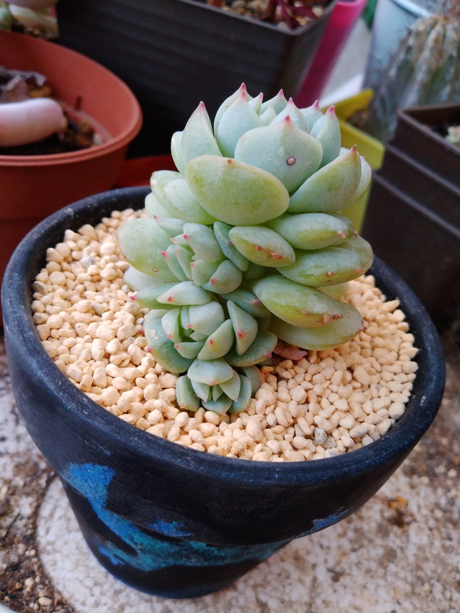 はなかご うちで 唯一徒長せずに生き残ってる静夜さん お気にのとかげ鉢に植え替えました W 静夜つて 名前も素敵だし 見た目も美しカッコいいから ほんと 好き 語彙力 子株が いい感じの並びです ドレスみたいw 多肉植物 静夜