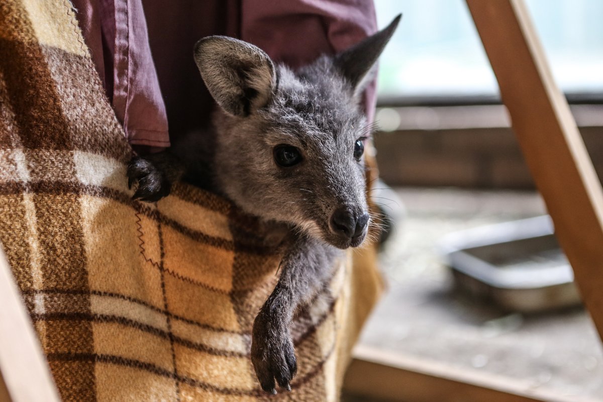 We’re so grateful to receive a $100,000 gift from an anonymous donor under the ‘Gina Canine: Orphans of the Fires’ project. This generous donation will be used to help carers who have been rescuing & rehabilitating animals affected by the #Australianbushfires. Thank you!