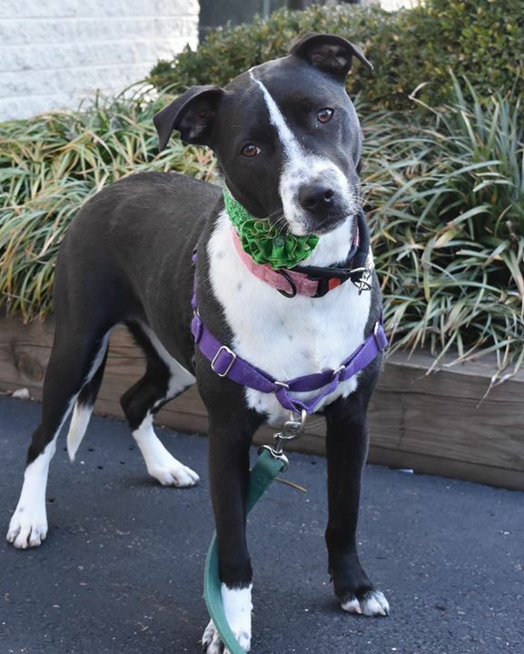 Home At Last tweet media