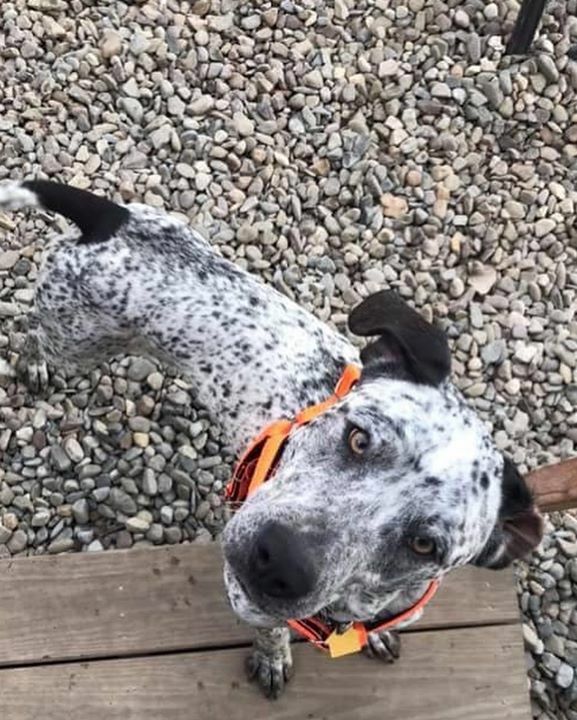 Home At Last tweet media