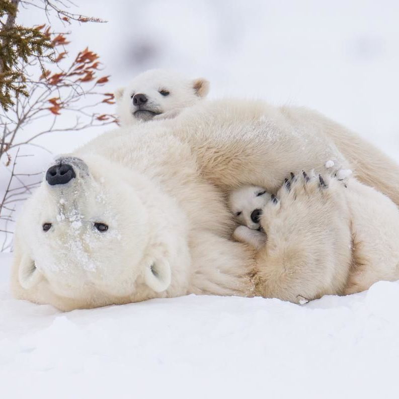 Todo es mejor en familia 😍🇨🇦🍁
📸: natgeoespana