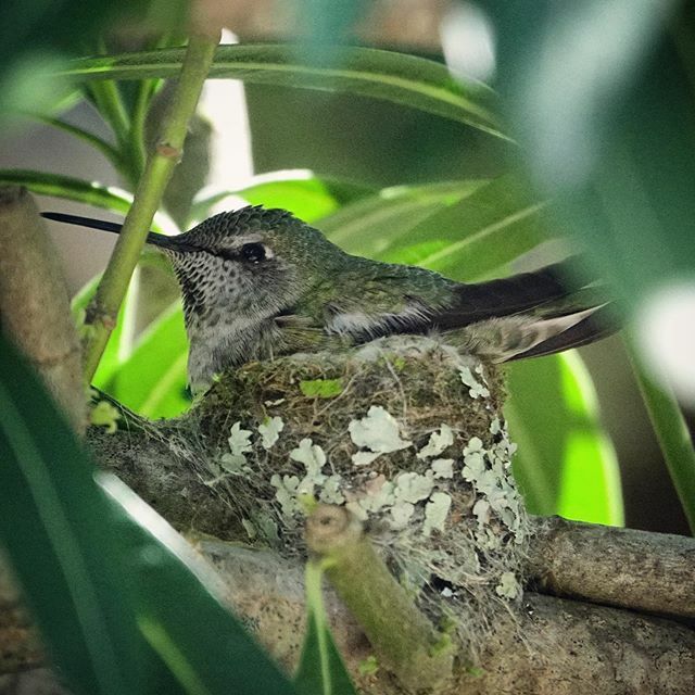 macieksmuga's tweet photo. Hi neighbor! This hummingbird set up its nest in an oleander bush across the sidewalk next to our window.

#hummingbird #hummingbirdnest #wfh #sonyrx10m3 https://t.co/LDrgZ0hmhS https://t.co/xcV6josTZP