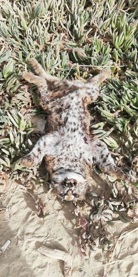 jlbritonativo's tweet photo. Perros mataron al ejemplar juvenil de gato Guiña registrado este fin de semana en el Humedal laguna Cartagena. Guardaparques lo encontraron hoy mordido en diferentes partes @proa_sanantonio @MMAChile @lun @mercuriovalpo @canal13 @SeremiMMAValpo @chilevision @meganoticiascl https://t.co/0jT15nLCFx