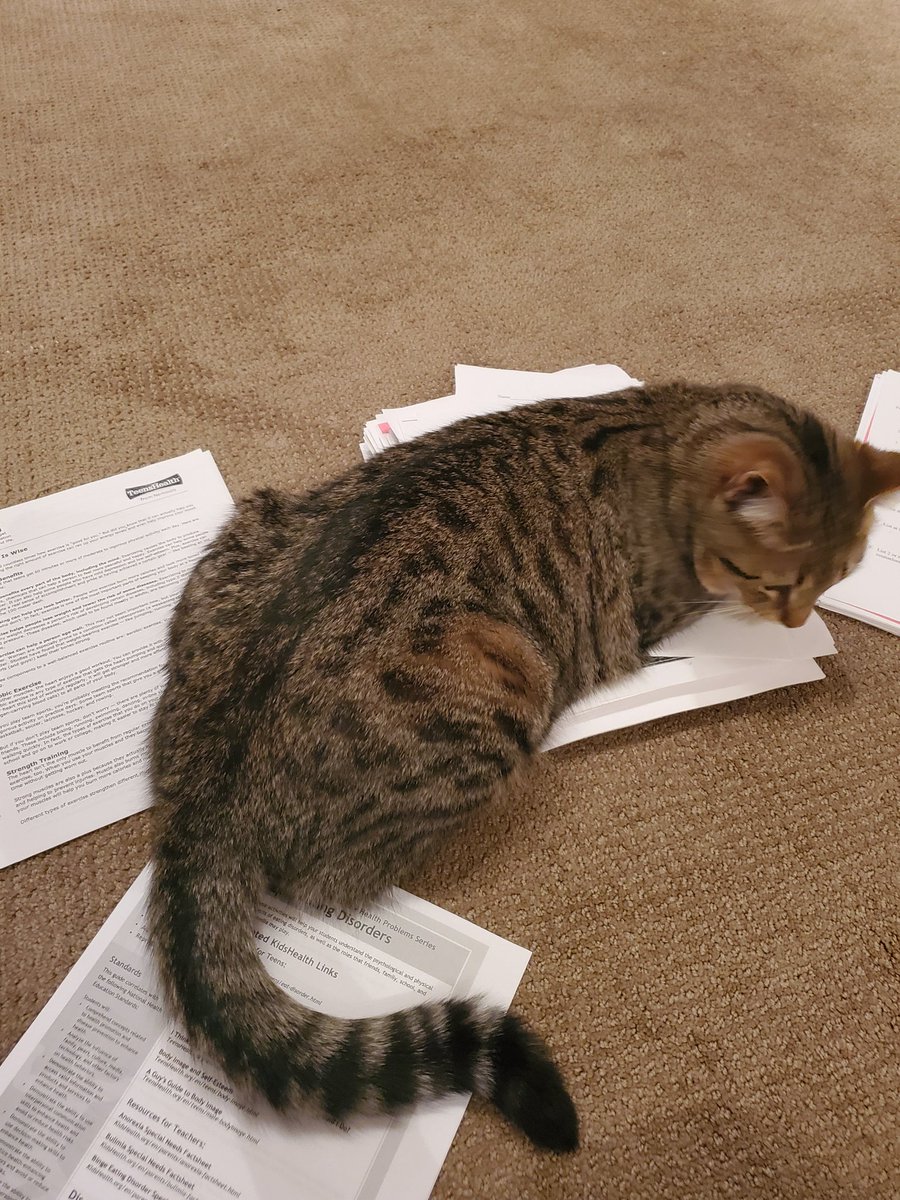 HLSutphin's tweet photo. Clearly Oscar is not a fan of me working from home! He says pay attention to me! 😂 https://t.co/7Sa7Om2fVh