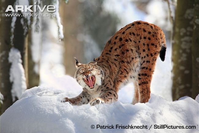 LAST #2020MMM BATTLE OF THE NIGHT: 
#8 THE GLUTTON (Gulo gulo) vs.
#9 THE KEENESS OF SIGHT (Lynx lynx)