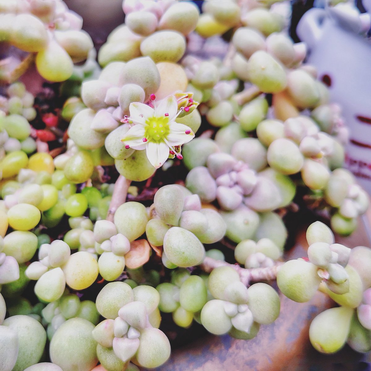 Hello, gorgeous~ 💕 

#Graptopetalummendozae #succulents #succulentgarden  #succulentarrangements  #succulentlovers #succulentlife #succulents_only #多肉 #多肉植物 #多肉植物初心者 #多肉植物の寄せ植え #playfulswindowseat