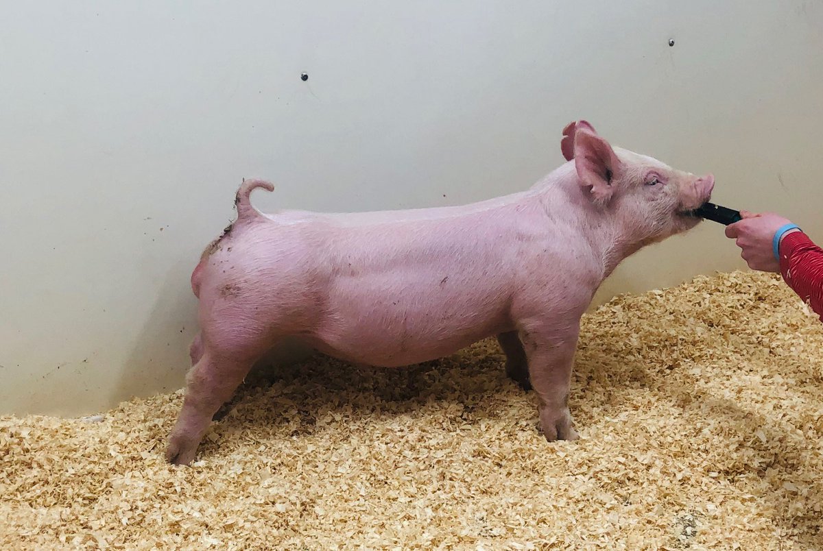 SJMshowpigs's tweet photo. Yorks and Landrace at the farm! Text Micah 260-431-5401 to take a look! https://t.co/2TviYZ8f7g