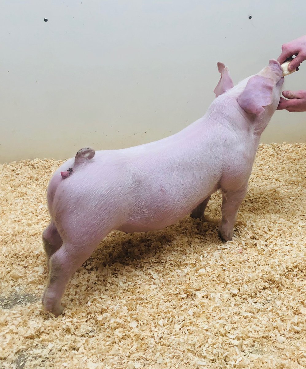 SJMshowpigs's tweet photo. Yorks and Landrace at the farm! Text Micah 260-431-5401 to take a look! https://t.co/2TviYZ8f7g