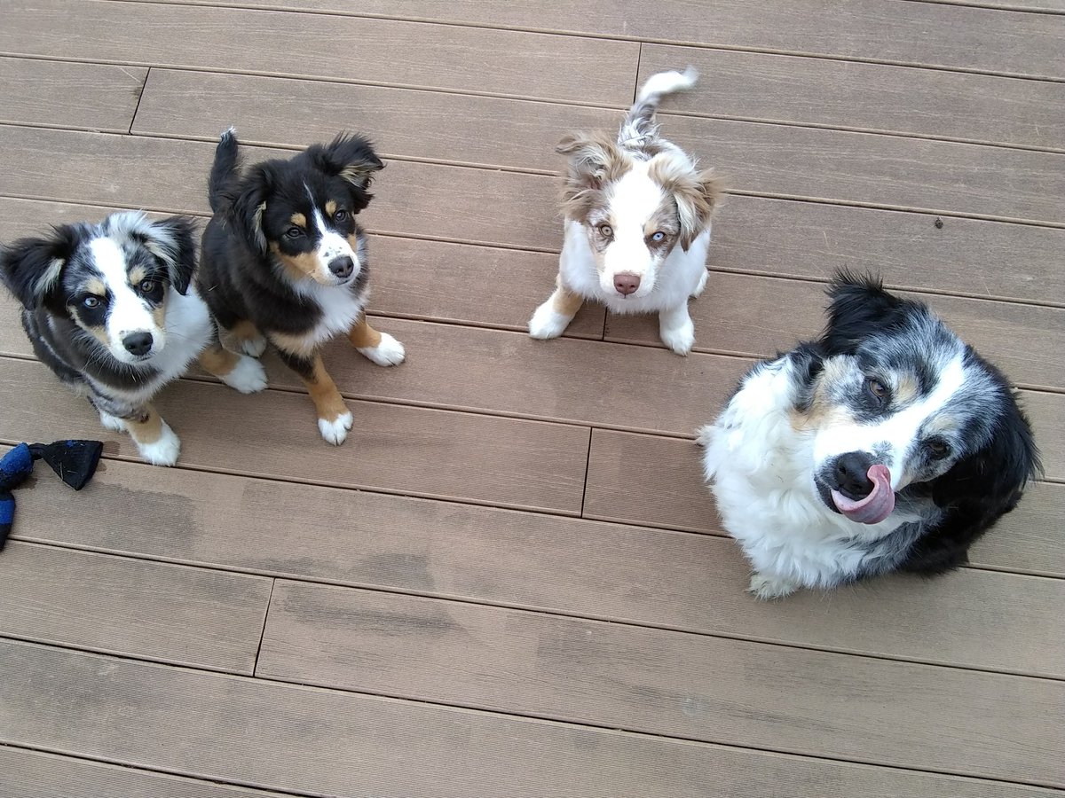 TerriJermain's tweet photo. This is not the time to be licking our noses! #pets are the best. Remember to practice healthy hygiene while staying home. We will get through this together! #stayhomechallenge https://t.co/XO78Be4xqL