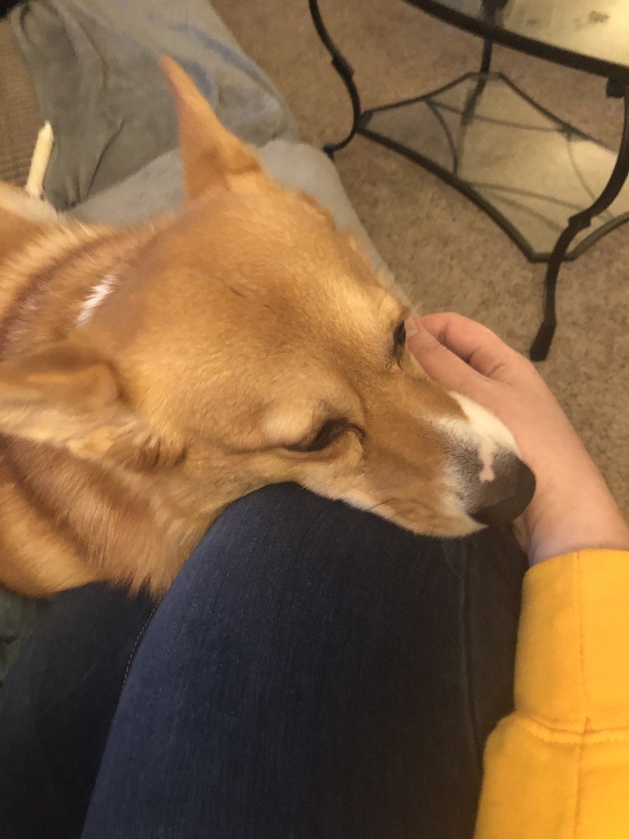 Kayla13957750's tweet photo. I’m ok with staying home ❤️#selfquarantine #coronavirus #Corgi https://t.co/Su5BdezrIl