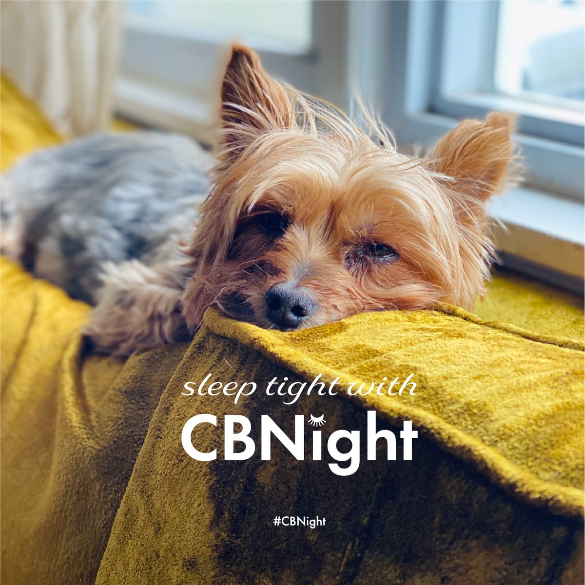 CBDAmericanSh's tweet photo. Only two more sleeps before the big day! CBNight is 25% off until Friday with code SLEEP25. In-store and online! #CBNight
#ShamanWay #AmericanShaman #CBD #CBDLife #CBDWellness #Cannabidiol #Cannabinoid #Endocannabinoid #Hemp #HempExtract #HempLife #HempCommunity https://t.co/LLsNutToeY