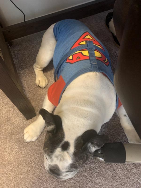 FrenchieSlider's tweet photo. Arf!  Gonna social distance under the desk for a while. https://t.co/y5XAR911H5