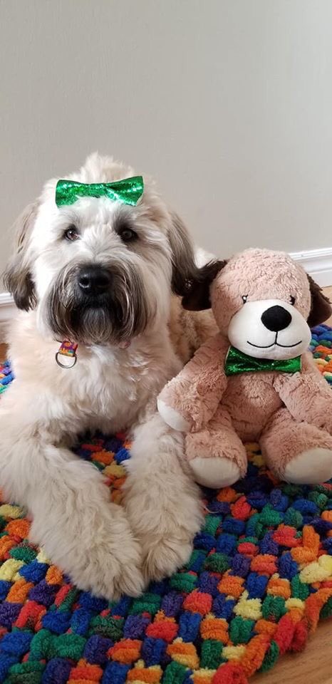 Hope everyone had a great #StPatricksDay2020 yesterday! I sure did. We’re socially distanced and I LOVE LOVE LOVE having my peoples home! Stay safe everyone! #DogsOfTwitter #StPattysDogs