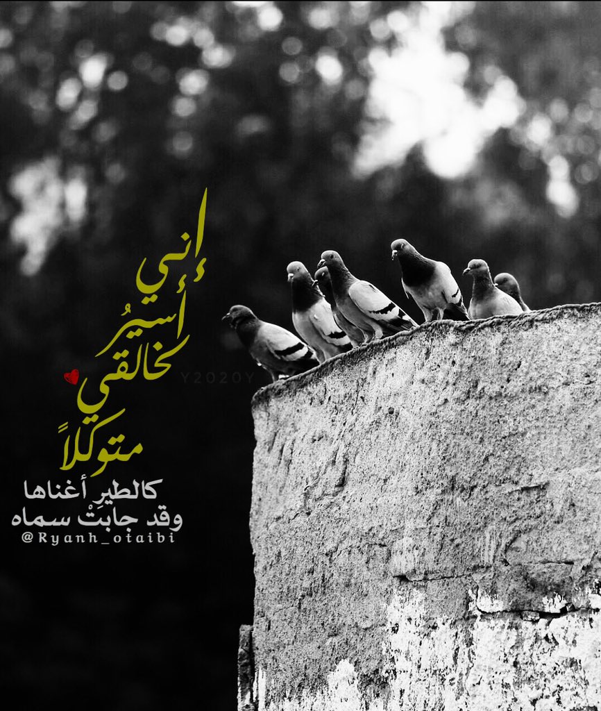 ryanh_otaibi's tweet photo. أنا مؤمنٌ بقضاءِ ربي كُـلِّهِ
كلَّا ولا أخشى فإني في حِماه

أنا لستُ أقنطُ من إلهٍ طالما
مُدَّتْ بإحسانٍ إلى روحي يداه

إني أسيرُ لخالقي متوكلاً 
كالطيرِ أغناها وقد جابتْ سماه 

ما ضاقتْ الدنيا بعيني إنها 
حرثٌ لآخرةٍ وسعيٌ للنجاة ✨

.
من #تصميمي 
للمتألقة: @AmalAlshgair https://t.co/vOY2luy3LG