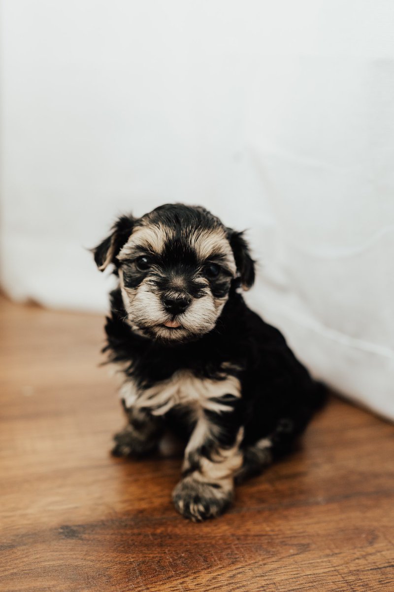 jenessa_m's tweet photo. We are so excited to have a new addition to our family! We love our little Sophie❤️ https://t.co/TTn6nnUI8v