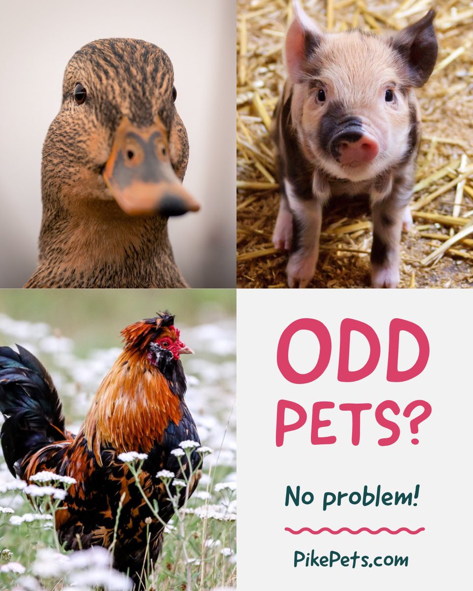 Got an odd pet? No problem!  
#pikepa #nepa - Well, cows may be a problem. IDK a damn thing about cows. Oh, and if it’s poisonous you are on your own.  Other than that I’m good. 👊 
PikePets.com